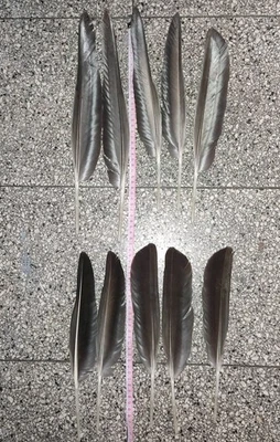 10 XL Gänsefedern - bis 40cm - schwarz -Schreibfeder Hutfeder - LARP Cosplay - Bild 1 von 4