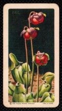 1961 Red Rose Tea Card Wild Flowers of North America #24