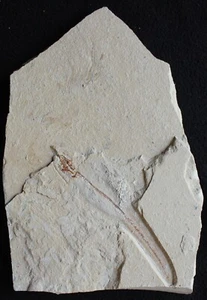 Enchelion 48 Eel + Big Shrimp - Good Quality Uncut - Cretaceous Fossils Lebanon - Picture 1 of 7