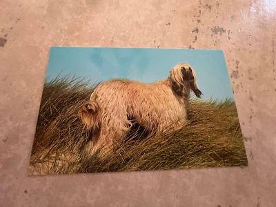 Afghan Hound Postcard - Image 1 of 3