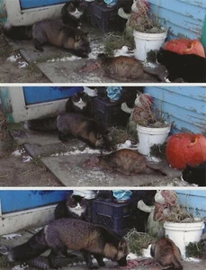 Postcard Alaska Unalaska Island Backyard Cats Share Food with Aleutian Fox MINT - Picture 1 of 1