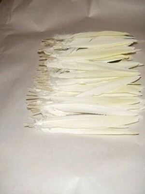 20 PLUMAS DE COLA SECUNDARIA Y PUNTA DE ALA PRIMARIA DE CACATÚA 5 1/2"" NATURAL FUNDIDO Foto 1 de 4