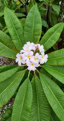 Plumeria Cuttings Two-Tips "12" Exotic & Tropical White and Yellow Ready to Root - Image 1 of 4