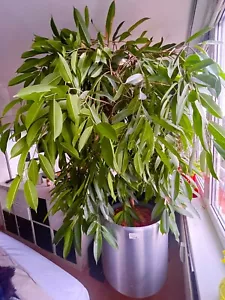 Ficus Baum Inkl Topf. Zimmerpflanze Büropflanze top gepflegt - Bild 1 von 5
