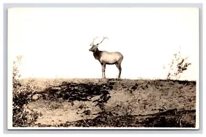 Cartolina: RPPC UN grande alce in piedi su una collina - non spedita - Foto 1 di 2