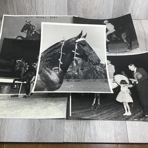 40+ Lot einzigartige Vintage Fotos Reitsport/Pferde Tennessee Wanderer 1952-1980 & mehr - Bild 1 von 9