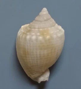 Gema Cassis especie Seashell 18,5 mm - Imagen 1 de 4