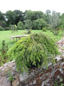 Picea abies Formánek multi-stem 15L 18-20x75cm EXACT ITEM PHOTOS - Picture 1 of 3