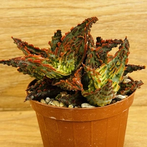 Aloe TCT , pot 8 cm (CoD:R0077) - Picture 1 of 4