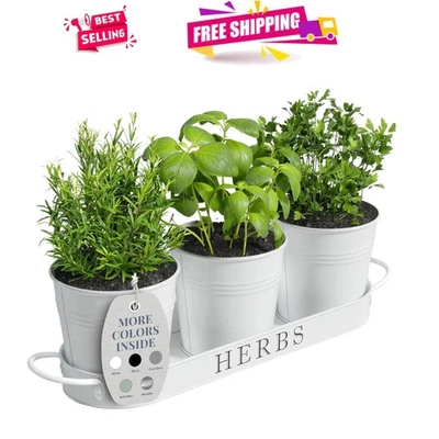 Elegante Juego de Jardinera de Hierbas de Interior con Bandeja - Diseño Vintage Metal Blanco Foto 1 de 4