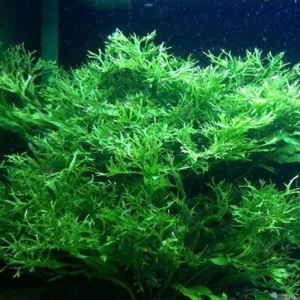 FREE EXPRESS POST Crested Java Fern SMALL (Microsorium) Live Aquarium Plant - Picture 1 of 1