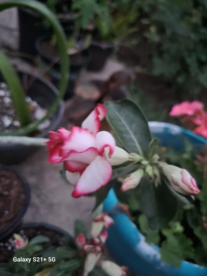 Live Plant! - Desert Rose -Double with Stripes!!!! - 6"-8" tall plus - Image 1 of 1