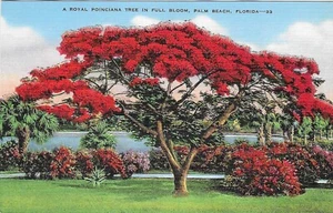 Vintage Florida Linen Postcard Royal Poinciana Tree in Full Bloom Palm Beach - Picture 1 of 2