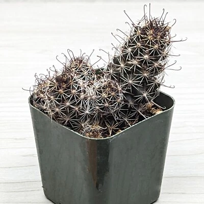 Cactus House Plant - Cochemiea (Mammillaria) Thornberi  Cactus - In 2" Pot - Image 1 of 2