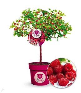 Himbeer-Baum Raspbeary® mit Stamm & Krone,1 Pflanze - Bild 1 von 6