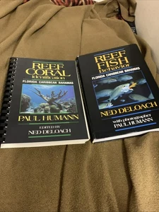 Rifffisch Kennzeichnung Rifffischverhalten Florida Karibik Bahamas sehr gut - Bild 1 von 23