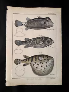 BONNATERRE - BOXFISH PUFFERFISH - PL.15 FOLIO ORIGINAL FISCHDRUCK GEDRUCKT 1788 - Bild 1 von 1