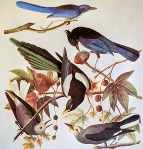 John James Audubon Birds Florida Jay Cascanueces Vintage Arte Impresión Libro Plato 417 - Imagen 1 de 3