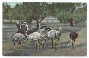 Vintage Postcard "At the Cawston Ostrich Farm, Pasadena, Cal." Unposted. - Picture 1 of 2