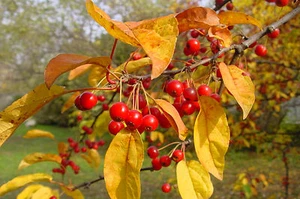 TEA CRAB APPLE Malus hupehensis, EDIBLE WILD FRUIT and AUTUMN COLOURS, 20-30cm - Picture 1 of 10