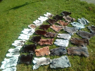 PROVELLUS 25 x pelli di coniglio pelli di coniglio pelliccia di coniglio pelliccia di coniglio merce di serie B al miglior prezzo