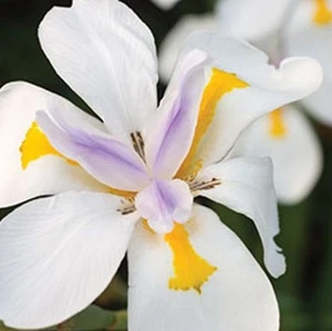 100x Dietes grandiflora AFRICAN LILY/ FAIRY IRIS flowers plants in 40mm pots - Picture 1 of 2