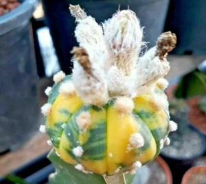 Astrophytum asterias NUDUM variegate japan cactus 10 SEED + PHYTO CERTIFICATE  - Picture 1 of 3