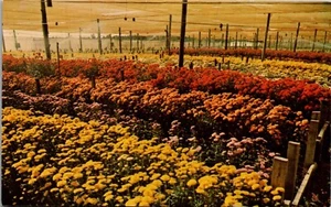 Vintage Florida FL Linen Postcard Chrysanthemums Flower Field - Picture 1 of 4