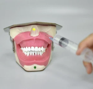 Dental Anesthesia Tooth Extraction/Removal Practice Model Dentist Training New - Picture 1 of 11