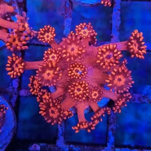 CB Bright Red (Goniopora) Frag - Picture 1 of 1
