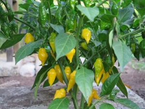 HOT CHILLI PEPPER HABANERO LIMON 50 SEEDS - Picture 1 of 2