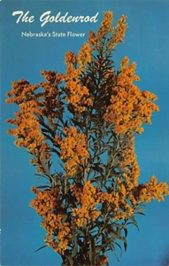 Postal NE: Flor del Estado de Nebraska, Vara de Oro, sin publicar - Imagen 1 de 2