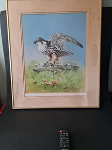 Original "Hobby" Wanderfalke Aquarell von Michael Kitchen Hurle. - Bild 1 von 10