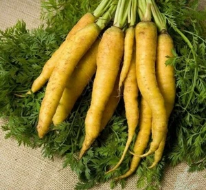 Solar Yellow Carrot Seeds 300+ Vegetable Garden NON-GMO USA FREE SHIPPING - Picture 1 of 1