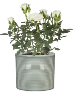 Scheurich Blumentopf 828 Übertopf Versch Farben & Größen Pflanztopf Pflanzgefäß - Bild 1 von 49