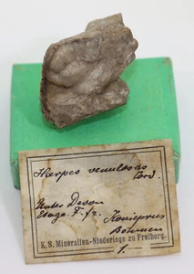 Trilobit, Lioharpes venulosus, Devon, Koneprusy, Beroun,Tschechische Rep-i396 - Picture 1 of 6