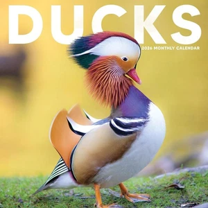 DUCKS - 2026 WALL CALENDAR - BRAND NEW - 71348 - Picture 1 of 2