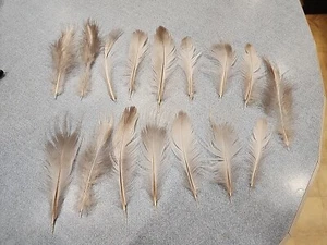 X-AS7 Pen Raised Lot Of 16 White Eared Pheasant 5-7" Feather - Picture 1 of 3