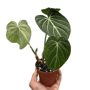 Philodendron Gloriosum - Picture 1 of 9