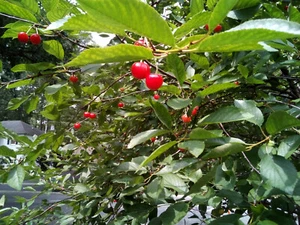 Sixty (60) Sour Tart Montmorency Cherry Tree Seeds Pits, 2024 Antioxidant Fruit - Picture 1 of 9