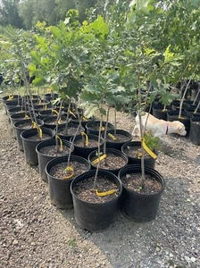 Bur Oak Tree 2.5’-4’ Potted Tree - Picture 1 of 3