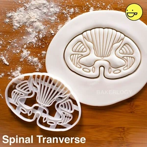 Spinal Transverse cookie cutter central nervous system CNS neurology research - Picture 1 of 6