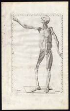 2 Antique Prints-ANATOMY-INTERNAL MUSCLES-ANTERIOR-PL 33-Albinus-Eustachius-1761