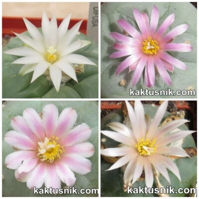 Anhalonium mix   100seeds harvest 2025 - Image 1 of 4