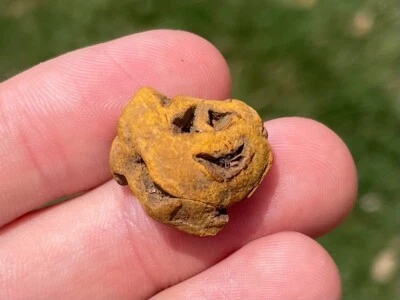 Planta de la Edad de Dinosaurio Cretácico Cono de Pino Fósil Hell Creek Foto 1 de 3