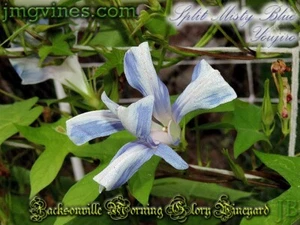 Split Misty Blue Youjiro Japanese Morning Glory 6 Qty - Picture 1 of 9