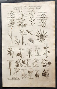 1798 William H Hall impression botanique antique de feuilles, tiges, supports et racines