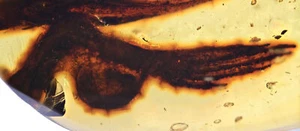 Rare Lizard leg and foot, Fossil insect inclusion in Burmese Amber - Picture 1 of 2