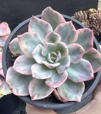 Importadas Suculentas Planta Viva Decoración del Hogar Planta Regalo Raro S Echeveria Pink Harin Foto 1 de 3