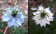 100 Semi Nigella Damascena Love in a Mist seeds